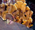 Beautiful coral formation taken off the coast of Roatan. Image was taken with a Nikon D-70 and 20mm W/A lense.