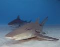 Dive Buddies, Lemon and Tiger sharks
Cannon 20D,10-22,(2)YS-120s