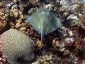 Stingray in Curacao