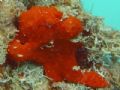 painted frogfish, Levuka wharf