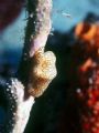 Flaningo Tongue Snail -Taken at the Coral reserve Culebra Puerto Rico . Photo equipment was N-70 , lens Nikor Macro 60mm 2.8 housing and strobes Ikelite & Astia film slide 100iso