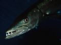 Barracuda under the boat. Little Cayman