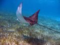 Spotted Eagle Ray, taken with a housed Canon S30 and internal flash. Ambergriz Caye, Belize.