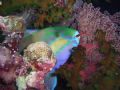 Resting Parrot Fish. I shot this during a night dive on Matt's Wall in Palau on 12/11/2006. This was a drift dive. No real setup, just a point and shoot moment.