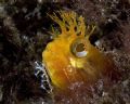 Yellowfin Fringehead, Anacapa Isl. CA

Canon 20D, 60mm, 2-YS90DX