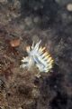 nudibranch giglio island