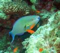 Parrotfish on the house reef at Bandos. Using a housed Olympus 770 in an Olympus housing and a Sunpak u/w strobe.