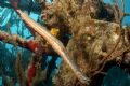 Trumpet Fish, Nikon D70