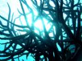 Acropora sp. coral, taken with Fuji finepix F30, under natural light