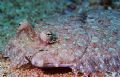 I've got my eye on you! Peacock Flounder - Roatan, Bay Islands