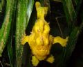 Painted Frogfish on seagrass. Photo taken in 15ft of water at Kaputian beach, Davao Gulf using a Canon Ixus60.