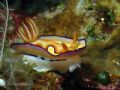 Latin name: Chromodoris coi
Location: Raja Ampat Islands, West Irian Jaya