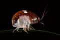 unidentified bug in strait of juan de fuca