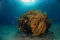 Coral at the red sea..
Nikon D50, 10.5FE