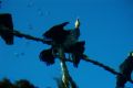 Under- Camera... Over-Bird..
Cormorant from underwater...