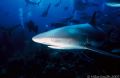 Caribbean Reef Shark, Nikonos V, 15mm lens, SB-105.