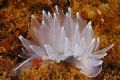 alabaster nudibranch