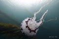 Drifting through the kelp, Chrysaora colorata, Monterey Bay CA,
Canon 20d, 10-22mm, (2) YS-120s