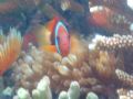 clown fish at the reepwalker point in saipan...