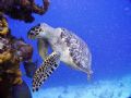 Hmmm, do I really want to eat this?
(turtle at Santa Rosa Wall, Cozumel)