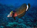 Cleaning Station - Molokini