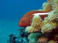 Arc-Eye Hawkfish - Maui