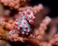 Pygmy Seahorse was taken at puerto galera philippines last feb. 3, 2007.