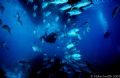 Diver with Horse Eye Jacks schooling under our dive boat. Nikonos V, 15mm lens, SB-105.