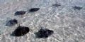 school of stingrays swimming at the stingray city sandbar- Grand Cayman- Olypus Sp-350