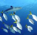 Caribbean Reef Shark with a few horse eye jacks. Nikon D70 with Strobe