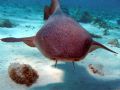 nurse shark's face up close- Corral Gardens Reef Grand Cayman-Olypus SP-350