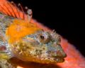 Coraline Sculpin, Artedius corallonus, Coast Guard Breakwater Monterey, California,
Canon20D, 60mmEF-S,(2)S&SDX90's