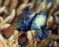 Mandarin fish @ puerto galera feb. 2007 Nikon D70, sea&sea strobe YS-60 and macro lens. 