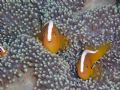 Clownfish at Bunaken