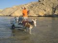 Hauling tanks the old-fashioned way. Oman Dive Club.