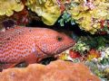 rock cod grouper family)image taken in cozumel(mexico) during a drift dive.camera used olympus c5060 and 2x ikelite ds50 strobes.