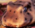 Horn Shark, Heterodontus francisi, Face Detail,
Catalina Island, CA
Nikon 90s,60mm,(2)S&SYS90's