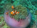 Clown fishes in a bowl. Taken at the end of a dive at around 10 meters.