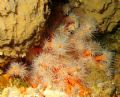 Coral at 24m in Lanzarote