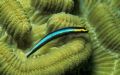 Sharknose goby (Gobiosoma genie) on boulder brain coral (Colpophyllia natans)