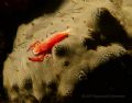 Picture was taken during a night dive in Anilao, Batangas at about 30ft.