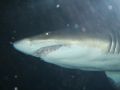 this picture was taken at the mall of america...if there is any pic that can tell you how close you can get to the sharks these are it!