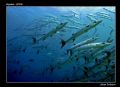 Back again!

After a couple of weeks the barracudas was back again.
I can say that we where not alone, many boats in the area had heard the news.
Photo was taken at Sipadan with Canon10D in an Ikelite house.
