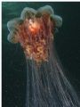 Lions Mane Jelly. Taken at Hood Canal in Washington State in December 2006. Shat at f8 using a single strobe.