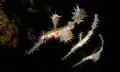 Three ornate ghost pipefish taken in basura dive site in anilao,philippines.