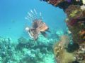 Lion fish taken in Marsa Alam