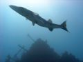 curious barracuda guarding his wreck outside Santiago de Cuba