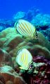 two Ornate Butterfly fish, freediving in LauLau Bay at -30ft on first day (same day as Red Lion fish pic entry)with new YS-25 AUTO strobe+fiber optic synch cord, and NIKON 5600 camera with WP-CP3 housing, underwater setting off, in manual mode.