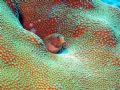 Leopard Eel in Coral. Picture taken in Bonaire @ Alice in Wonderland dive site at 60' using a Canon S50 and Sea & Sea YS-110 Strobe on 05 February 2007.