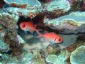 Soldier Fish taken in 90' in Bonaire on 9 February, 2007, using a Canon S50 and Sea & Sea YS-110 Strobe.